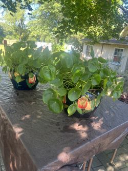 Two Money Plants And Two Ceramics Pots 