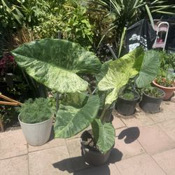 Variegated Alocasia