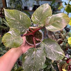 Philodendron White Knight Marble 