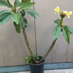 Yellow Plumeria Plant
