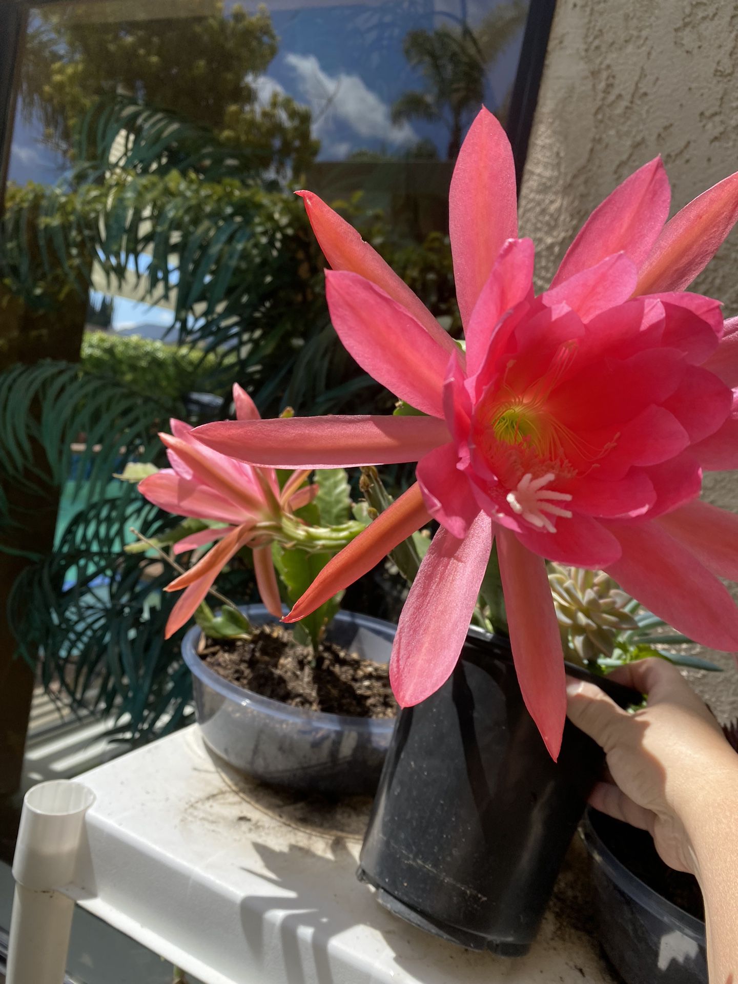 Hot Pink Epiphyllum Cactus Plant ( Pot)
