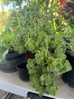 Plantita De Menta
