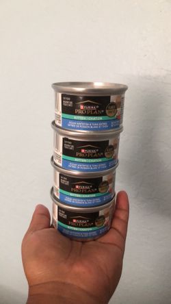 Wet Food for Kittens