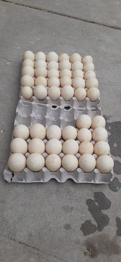 Huevos orgánicos 