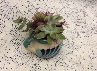 Succulents plants
