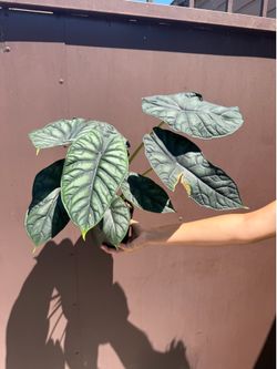 6” xl Alocasia dragon scale