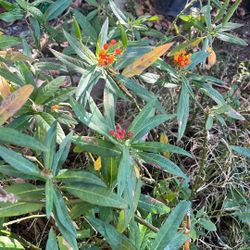 Butterfly Plant