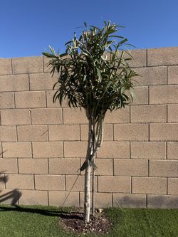 6ft Tall White Flowered Oleanders - 15 Gallon (two plants)