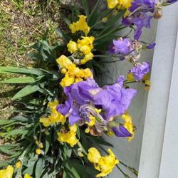 Outdoor Flowers - FLAG IRISES 