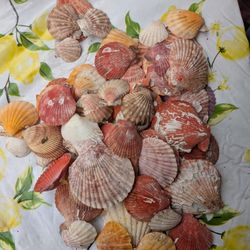 2 Dozen Shells Beautiful 