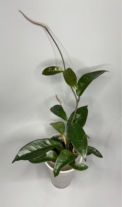 Hoya Carnosa