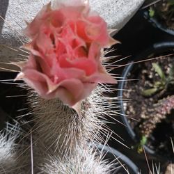 Cactus plant 🌵.
