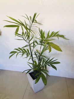 Real Bamboo Palm Tree plant home decor planter