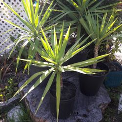 Palm Trees With Pots. Plants For Sale