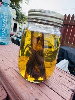 Real Preserved Bat – Wet Specimen in Mason Jar