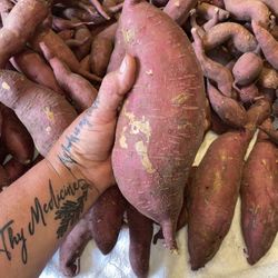 SWEET POTATOES ORGANIC BIG BEAUTIFUL 4 MONTH OLD PLANTS ORGANIC SWEET POTATO (YES YOU CAN GROW THESE)