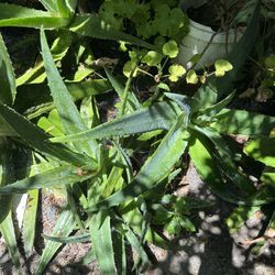 Aloe Vera