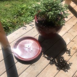 X- Large Rustic Ceramic Planter With Mums Blooms In Fall