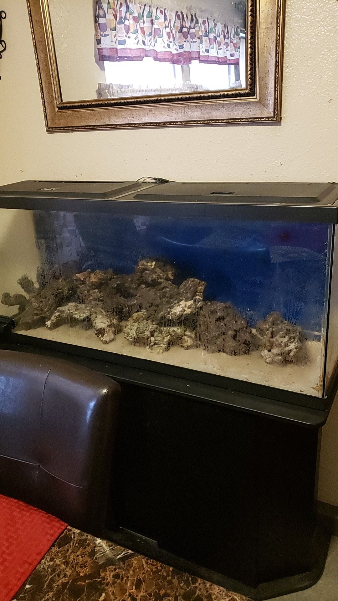 55 gallon salt water fish tank