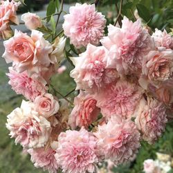 Plant Sale 27620 188th PL SE Kent 98042 Friday and Saturday 9-4