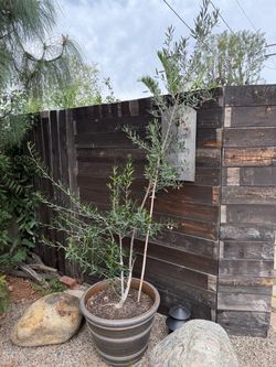 Olive trees Olive