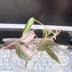 True Pink Albo Mican 