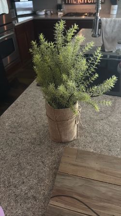 Decorative plant