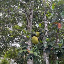 JACK FRUIT