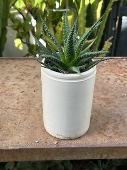 Aloe Vera