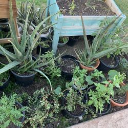 Part Three of “The Sanctuary” Plants garden