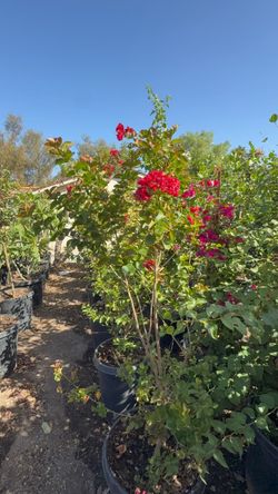 Red Crape Myrtle Tree in Black Nursery Pot