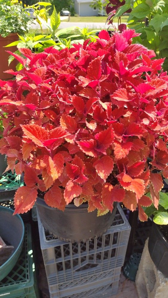 Large Copper Color Coleus Plant