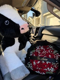 Giant cow and 50 roses with babies breath package