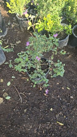 Lantana Morada