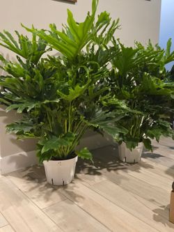 Philodendron lickety split plants