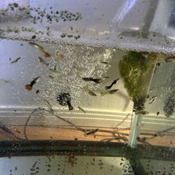 Pescera 