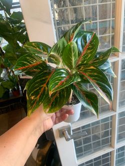 Aglonema indoor plants