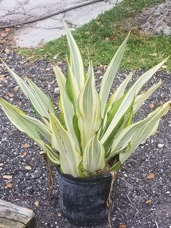 False agave