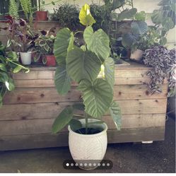 ~4ft (top of plant to bottom of pot) ficus umbellata; exact plant, ceramic pot not included 95820