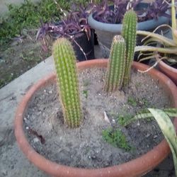 3 Cactus in Pots for $14