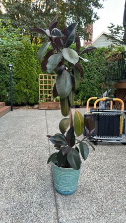 Plant