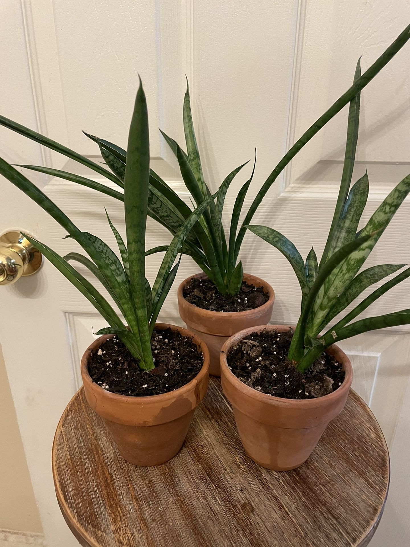 $15 | Rare | Sansevieria ‘Gabriella’ | Snake Plant | Air Purifyer