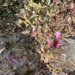 Free Landscaping Bushes