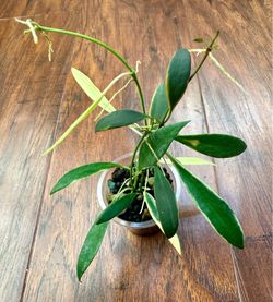 Hoya Tsangii