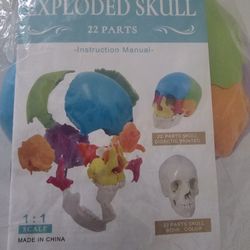 Detachable  Anatomical Skull