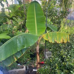 Plantain Grafted Banana Tree.