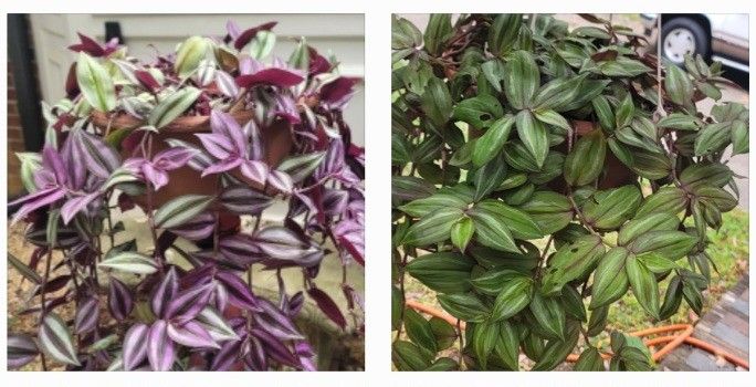 Tradescantia Plants ($15 Each)