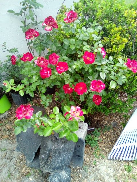One Red Rose Stem Bud Cut For Regrowth From One Large Bush.