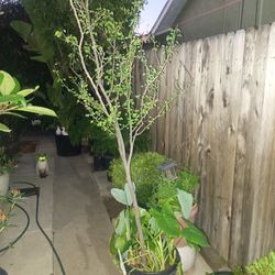 Guamuchil Fruit Tree 