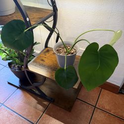 Monstera